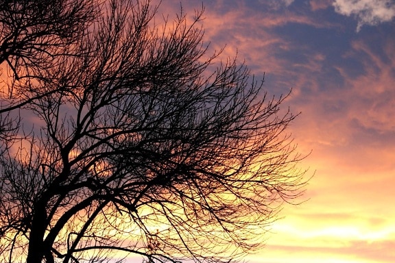 Sonnenuntergang, Wolken, kahlen Baum, der Abenddämmerung