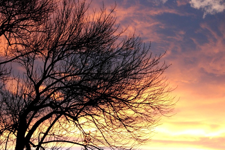solnedgång, moln, avlövade träd, skymning