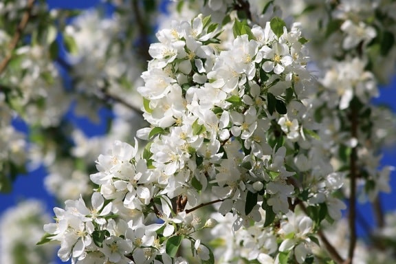 boomgaard, witte bloemen, bloesems, appel, boom, lente