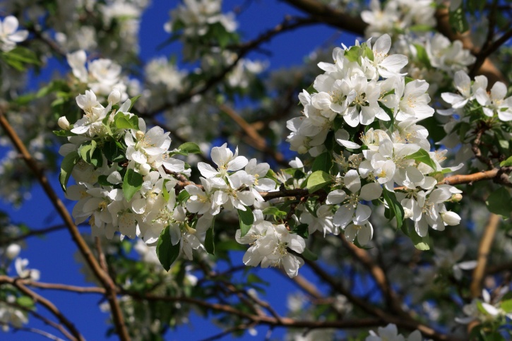 almafa, tavasz, fehér virágok, ágak