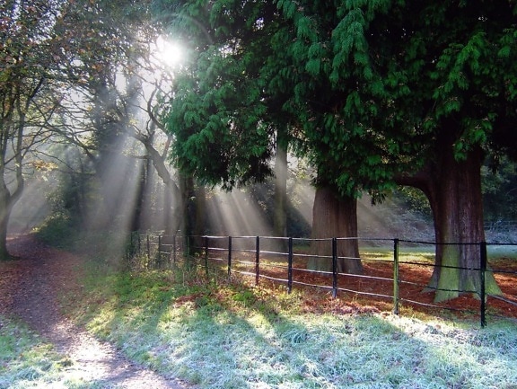 nature, sunrays, trees, fence, forest