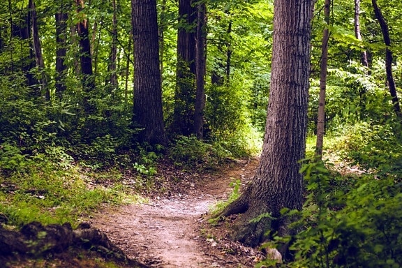 pathway, trees, woods