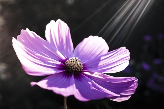 purple flower, petals, nature, spring, sunrays