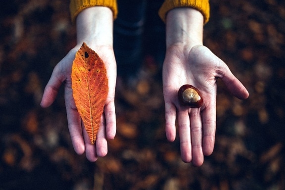 chestnut, hands, leaf, autumn season, Castanea sativa