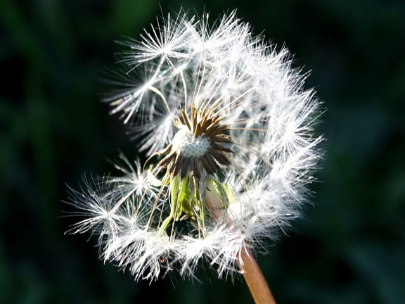 dandelion, seed, wind blowing, flower