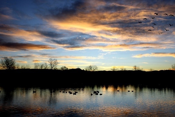 geese flying, lake, sunset