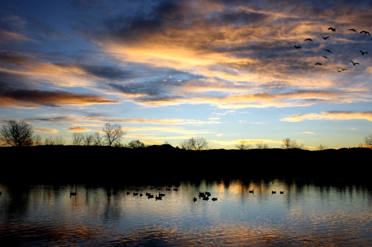 letící husy, jezero, západ slunce
