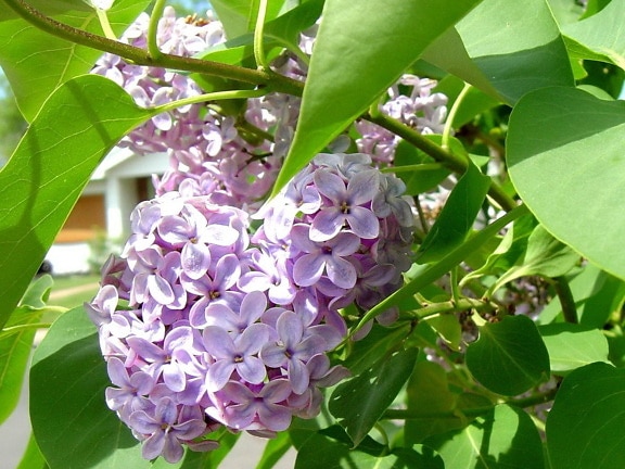 flores de color lila, brnaches