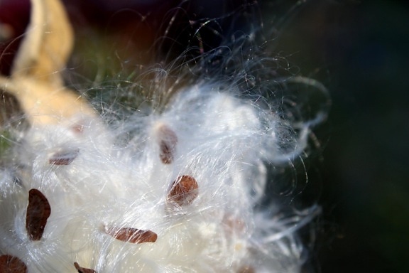 la hierba de algodón, algodoncillo, semillas, algodón