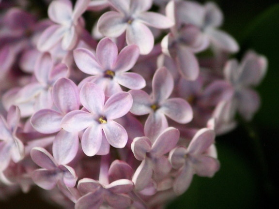 blady kolor fioletowy, kwiaty bzu,