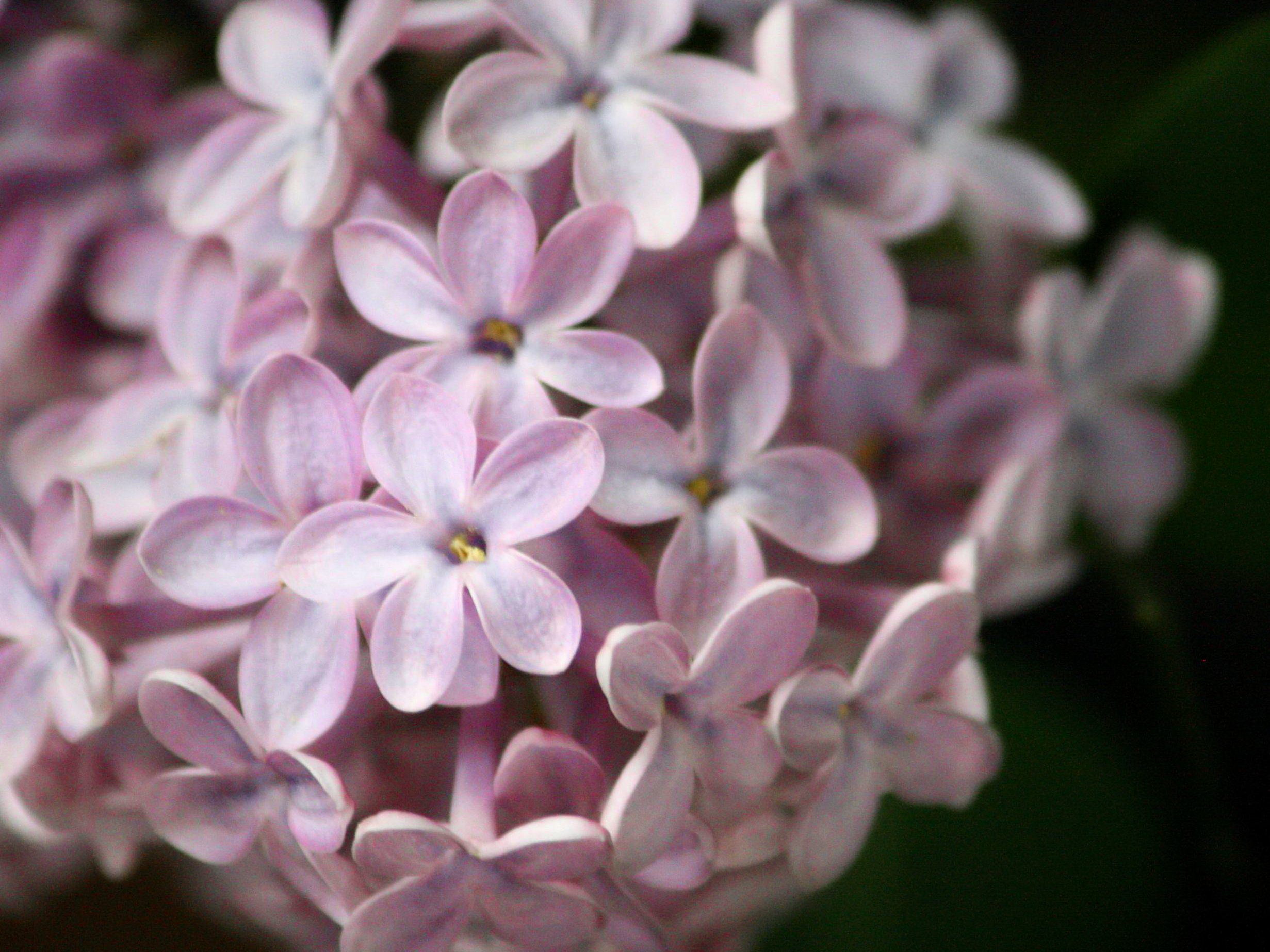 Image libre: pourpre pâle couleur, lilas, fleurs
