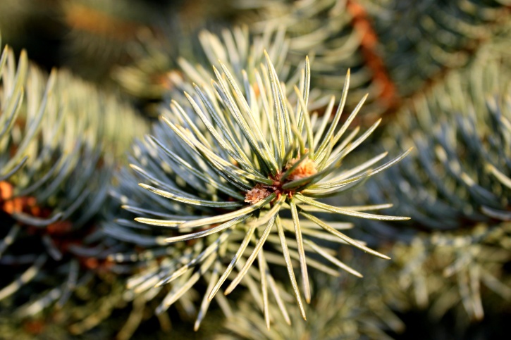 pine needles, conifer tree, conifer branch