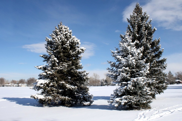 針葉樹の木、松の木、雪、冬、青い空