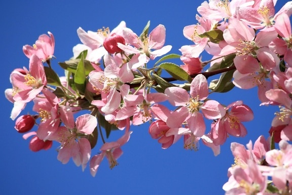 pink blomster, forår, gren, æbletræ
