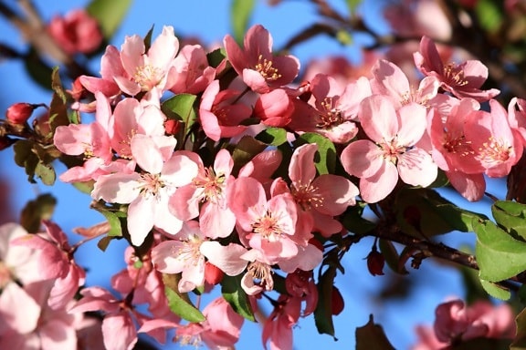 pink, apple, blossoms