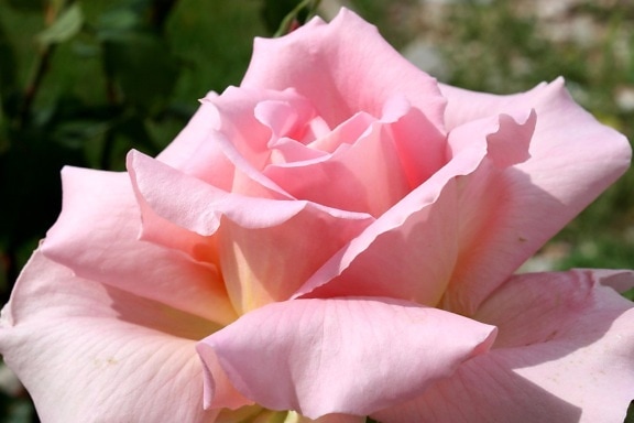 กลีบดอกสีชมพูดอกกุหลาบ ดอกกุหลาบ สวน