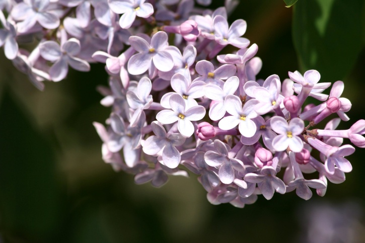 紫色, 丁香花, brnach, 花朵
