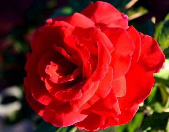red rose, bloom