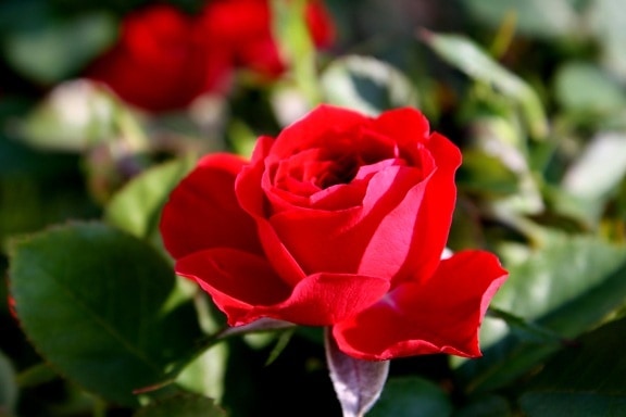 赤いバラのつぼみ、花、花弁を開く