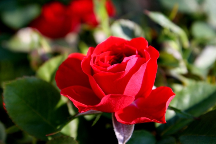 piros rosebud, virág, szirmok megnyitása