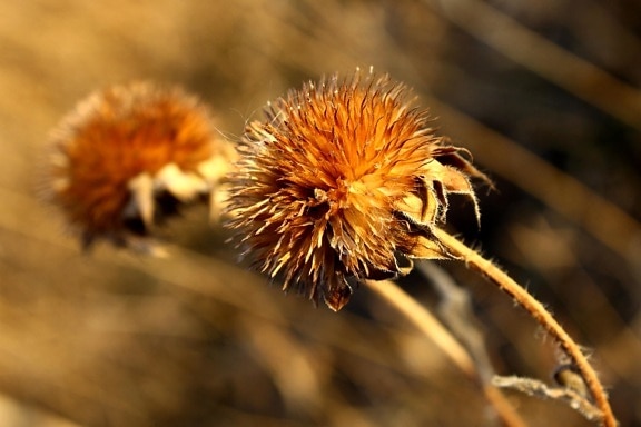 Fiore di campo rotondo, seme, baccello