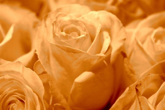 couleur sépia, roses blanches