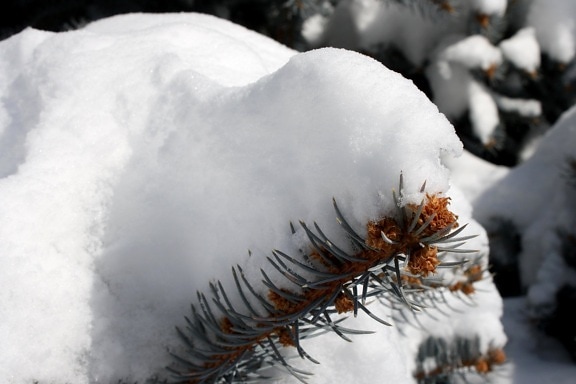 salju, pohon pinus, musim dingin jarum konifer pohon
