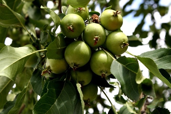 μικροσκοπικά πράσινα μήλα, δέντρο