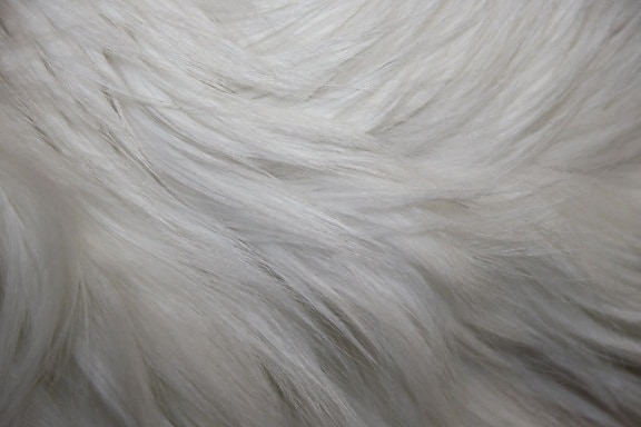 white fur, texture