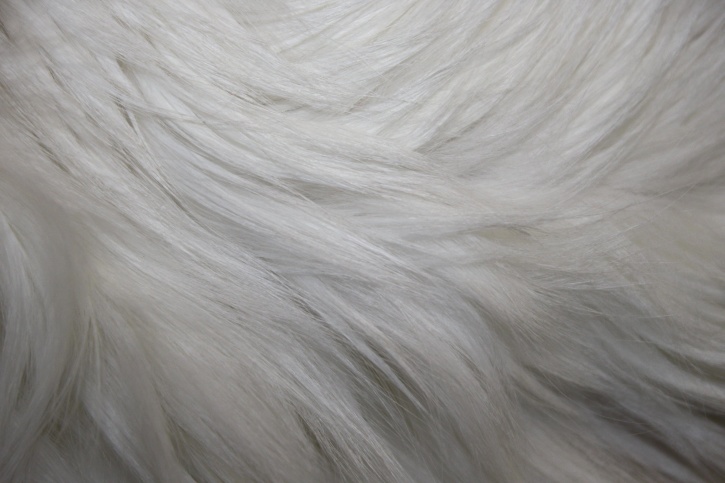 color white and hair gray white texture fur, picture: Free