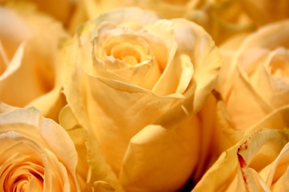 白玫瑰, 花花瓣, 宏 photogaphy