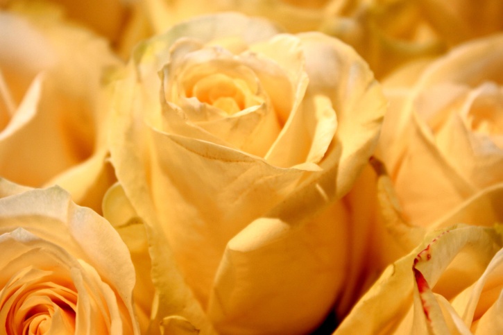 Fehér Rózsa, virág szirmai, makró photogaphy