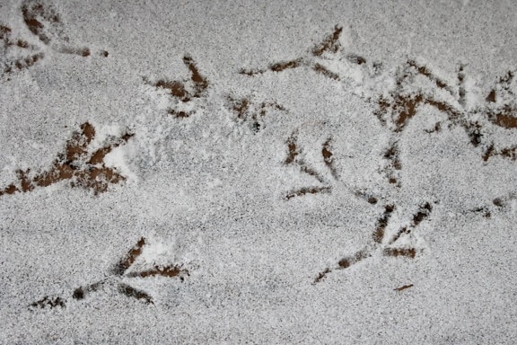 bird tracks, snow, texture