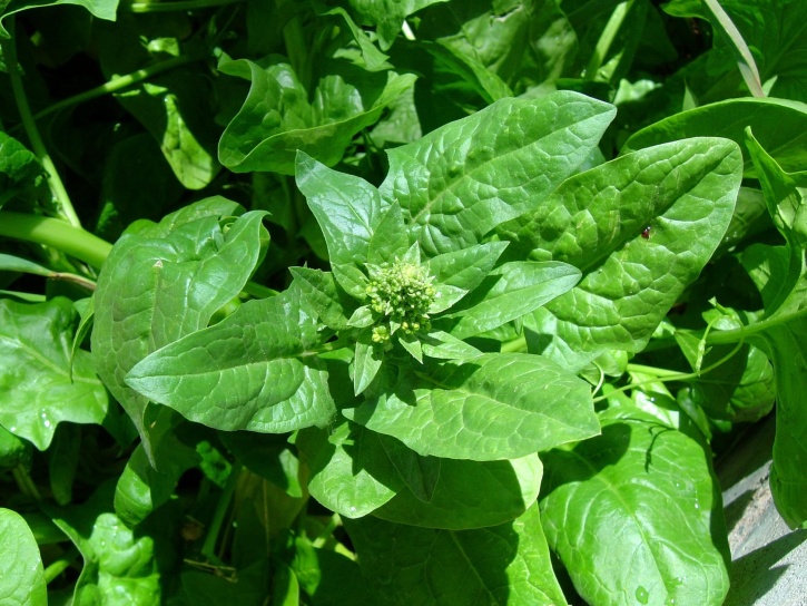 preosievanie, leaf, špenát