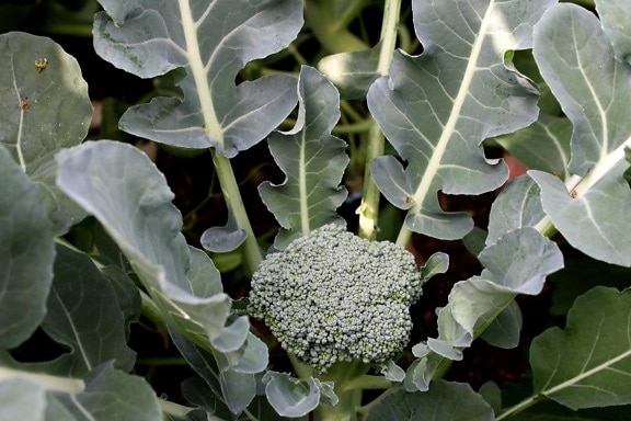 brócoli, planta, jardín, verdura, agricultura