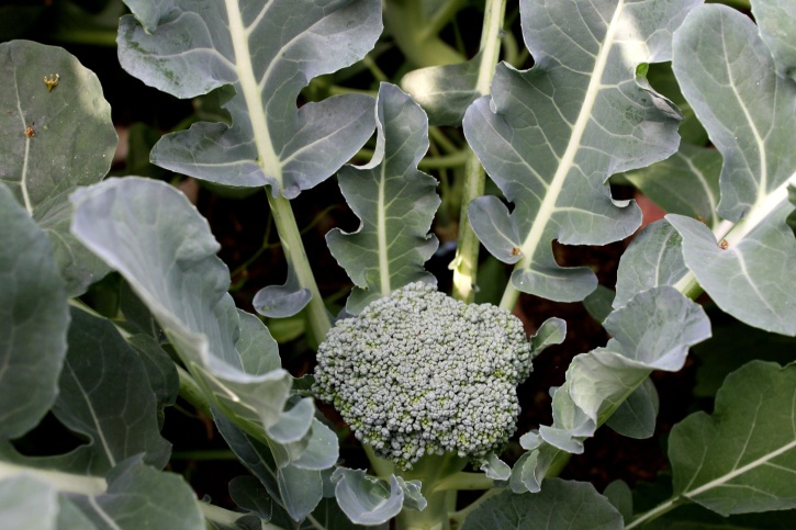 broccoli, plant, garden, vegetable, agriculture