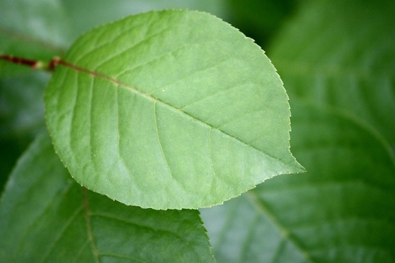 Зеленый лист, растительность