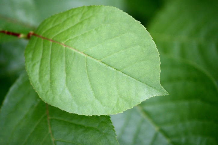 녹색 잎, 식물