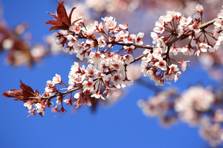 spring, plants, plum tree, blossoms