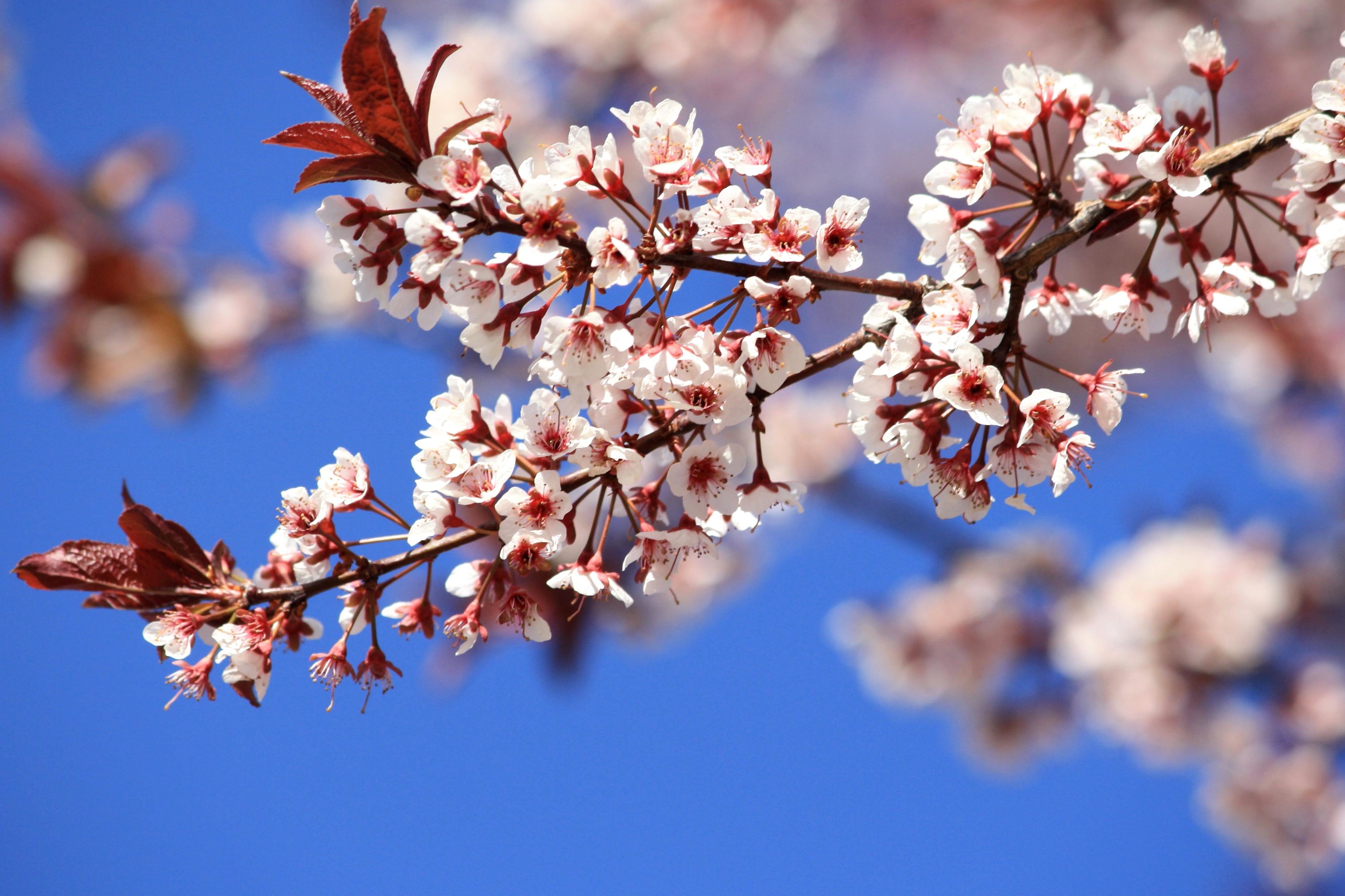 Imagen gratis: primavera, plantas, árboles, flores de ciruelo