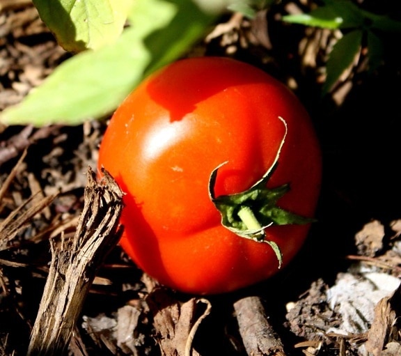 trädgård, tomat, marken