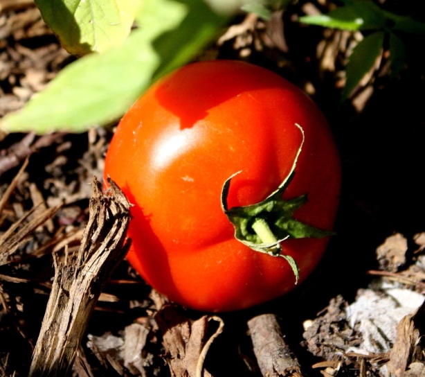 jardín, tomate, planta
