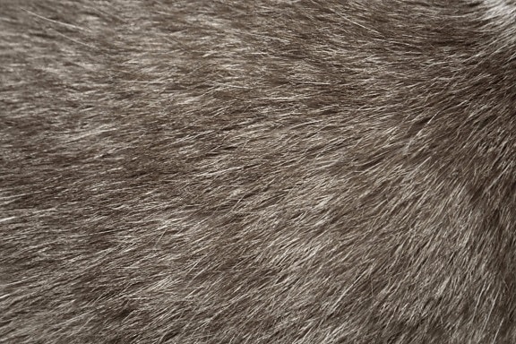 vacht van de grijze kat, textuur
