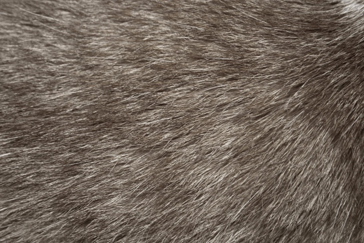 Sivá mačka kožušiny, textúra