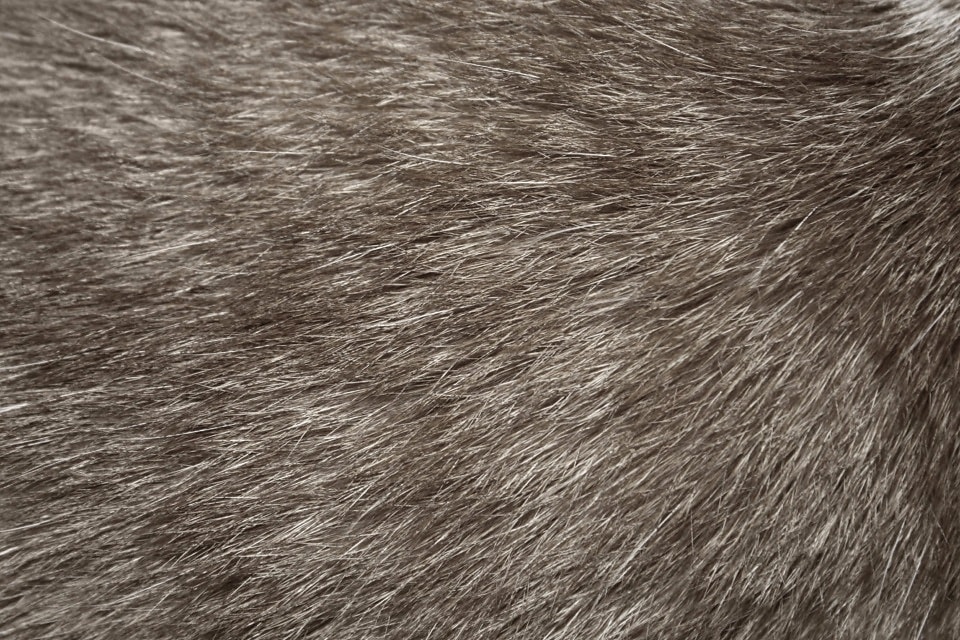 Free picture: gray cat fur, texture