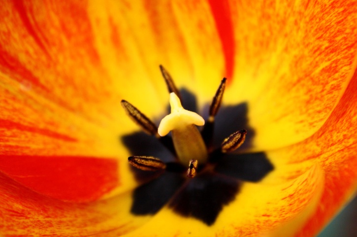 en el interior de la flor, tulipán de Rembrandt, macro, estambre, flor