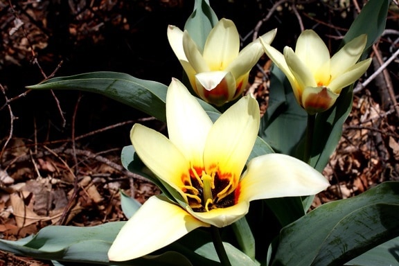 tanaman kaufmanniana, Tulip, bunga mekar