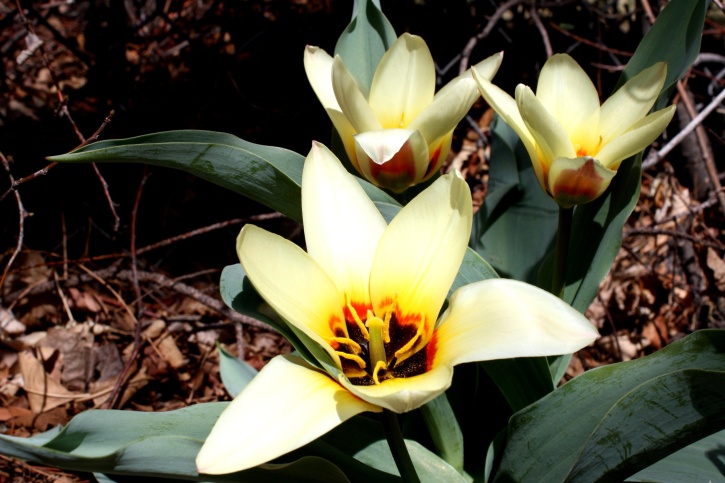 kaufmanniana rośliny, kwiaty, tulipany kwitną
