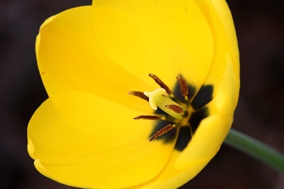keltainen, tulip, kukka
