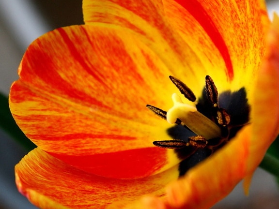 płomień, kolorowe, Tulipan, kwiat